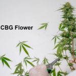 CBG Flower